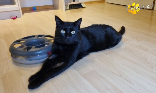 Katze Puma (Foto by Tiereck.at - Lavanttaler Tierhilfe)