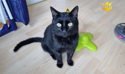 Katze Puma (Foto by Tiereck.at - Lavanttaler Tierhilfe)