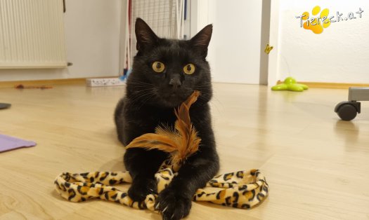 Katze Puma (Foto by Tiereck.at - Lavanttaler Tierhilfe)