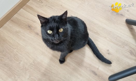 Katze Puma (Foto by Tiereck.at - Lavanttaler Tierhilfe)