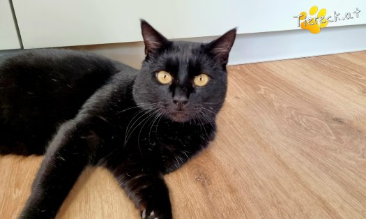 Katze Puma (Foto by Tiereck.at - Lavanttaler Tierhilfe)