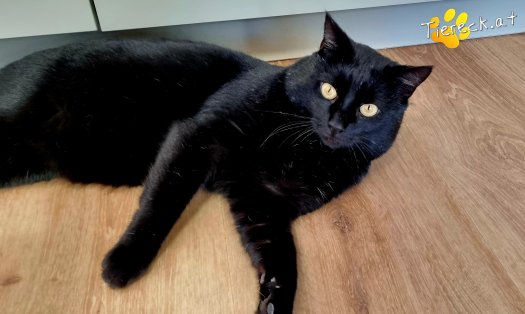 Katze Puma (Foto by Tiereck.at - Lavanttaler Tierhilfe)