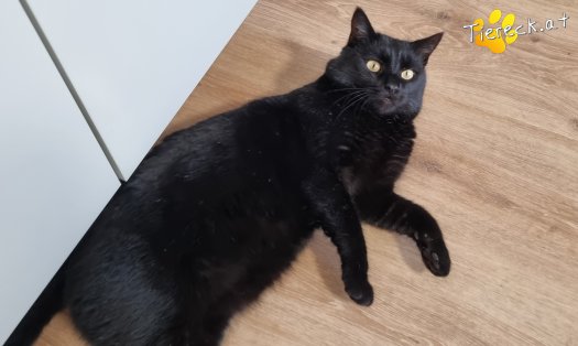 Katze Puma (Foto by Tiereck.at - Lavanttaler Tierhilfe)