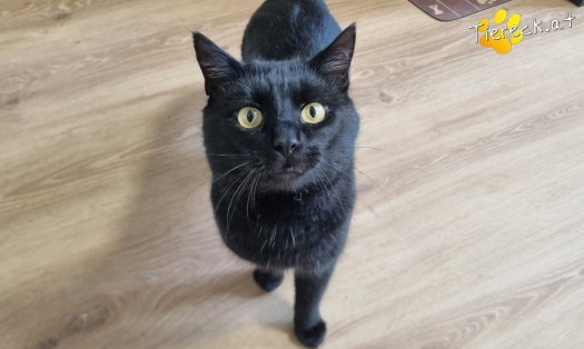 Katze Puma (Foto by Tiereck.at - Lavanttaler Tierhilfe)