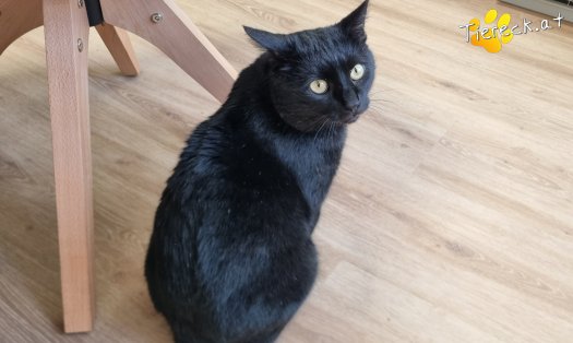 Katze Puma (Foto by Tiereck.at - Lavanttaler Tierhilfe)