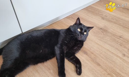 Katze Puma (Foto by Tiereck.at - Lavanttaler Tierhilfe)