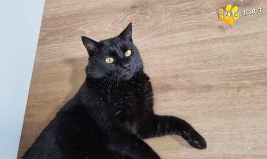 Katze Puma (Foto by Tiereck.at - Lavanttaler Tierhilfe)