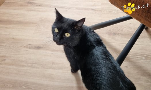 Katze Puma (Foto by Tiereck.at - Lavanttaler Tierhilfe)