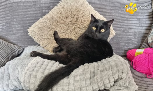 Katze Puma (Foto by Tiereck.at - Lavanttaler Tierhilfe)