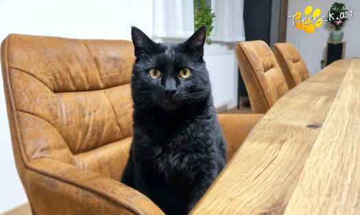 Katze Puma (Foto by Tiereck.at - Lavanttaler Tierhilfe)