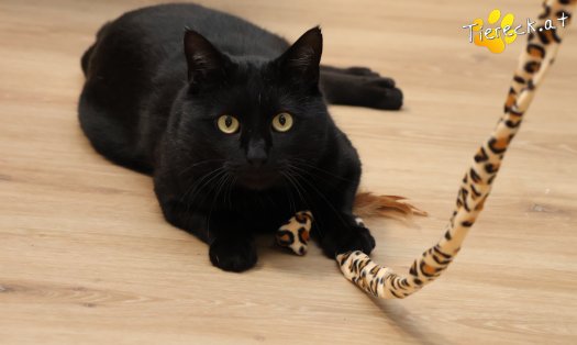 Katze Puma (Foto by Tiereck.at - Lavanttaler Tierhilfe)