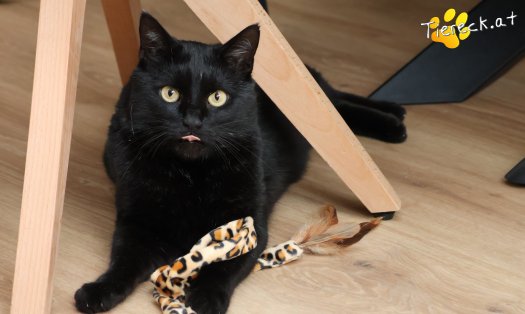 Katze Puma (Foto by Tiereck.at - Lavanttaler Tierhilfe)