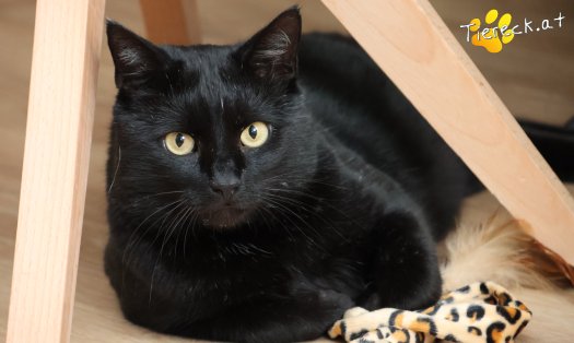 Katze Puma (Foto by Tiereck.at - Lavanttaler Tierhilfe)