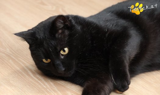 Katze Puma (Foto by Tiereck.at - Lavanttaler Tierhilfe)