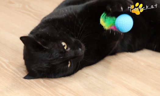 Katze Puma (Foto by Tiereck.at - Lavanttaler Tierhilfe)