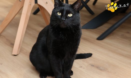 Katze Puma (Foto by Tiereck.at - Lavanttaler Tierhilfe)