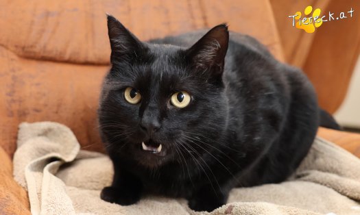 Katze Puma (Foto by Tiereck.at - Lavanttaler Tierhilfe)