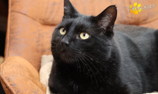 Katze Puma (Foto by Tiereck.at - Lavanttaler Tierhilfe)