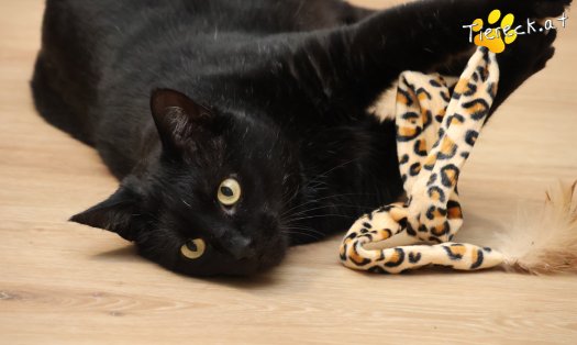 Katze Puma (Foto by Tiereck.at - Lavanttaler Tierhilfe)