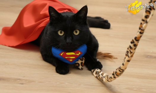 Katze Puma (Foto by Tiereck.at - Lavanttaler Tierhilfe)