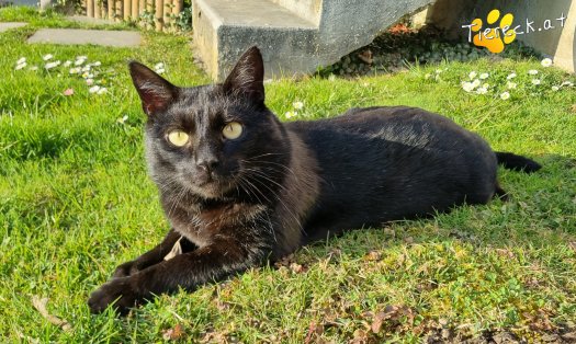 Katze Puma (Foto by Tiereck.at - Lavanttaler Tierhilfe)