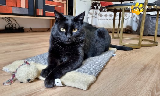 Katze Puma (Foto by Tiereck.at - Lavanttaler Tierhilfe)