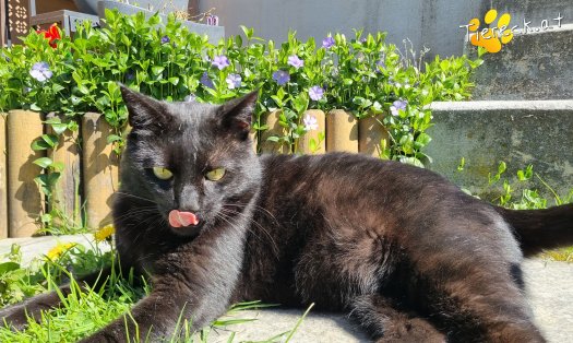 Katze Puma (Foto by Tiereck.at - Lavanttaler Tierhilfe)