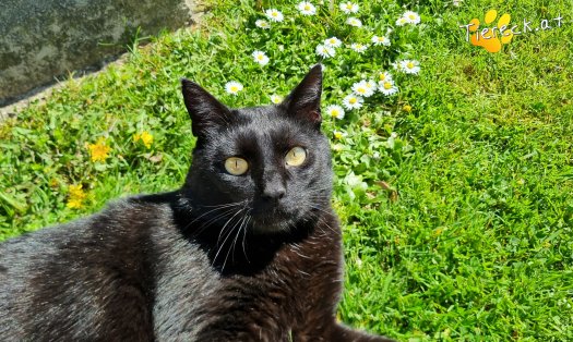 Katze Puma (Foto by Tiereck.at - Lavanttaler Tierhilfe)