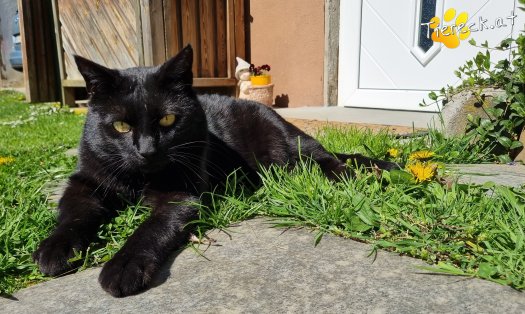 Katze Puma (Foto by Tiereck.at - Lavanttaler Tierhilfe)
