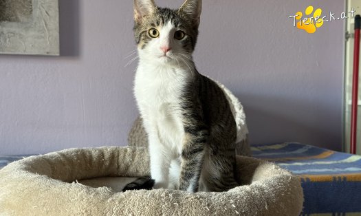 Katze Lucky (Foto by Tiereck.at - Lavanttaler Tierhilfe)