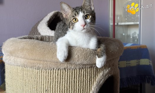 Katze Lucky (Foto by Tiereck.at - Lavanttaler Tierhilfe)