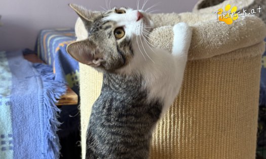 Katze Lucky (Foto by Tiereck.at - Lavanttaler Tierhilfe)