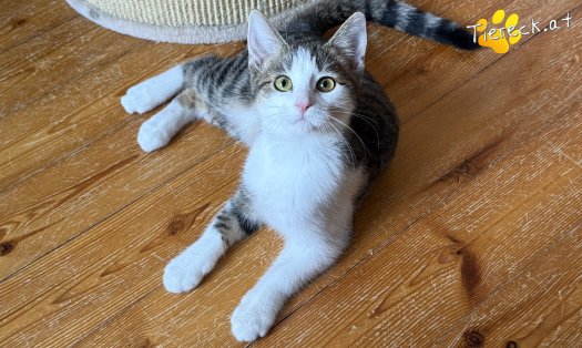 Katze Minzi (Foto by Tiereck.at - Lavanttaler Tierhilfe)