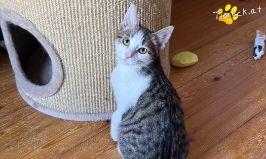 Katze Minzi (Foto by Tiereck.at - Lavanttaler Tierhilfe)