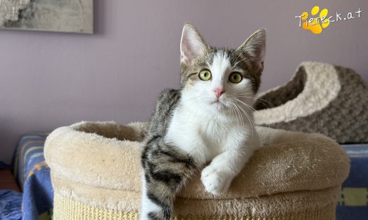 Katze Minzi (Foto by Tiereck.at - Lavanttaler Tierhilfe)