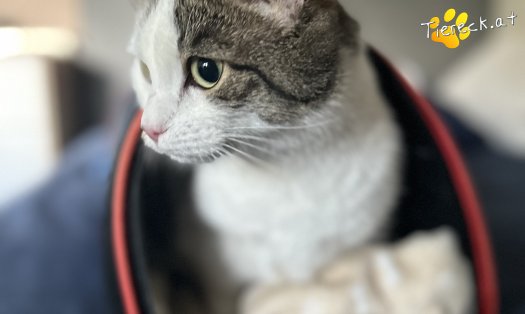 Katze Mucki (Foto by Tiereck.at - Lavanttaler Tierhilfe)