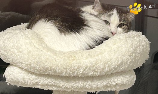 Katze Mucki (Foto by Tiereck.at - Lavanttaler Tierhilfe)