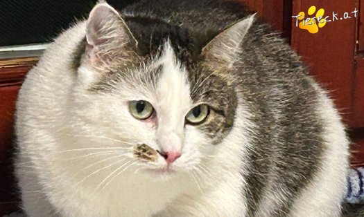 Katze Mucki (Foto by Tiereck.at - Lavanttaler Tierhilfe)