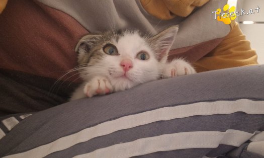 Katze Bandit (Foto by Tiereck.at - Lavanttaler Tierhilfe)