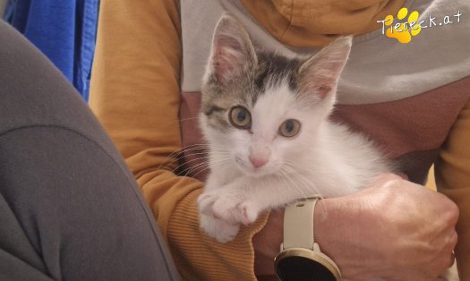 Katze Bandit (Foto by Tiereck.at - Lavanttaler Tierhilfe)