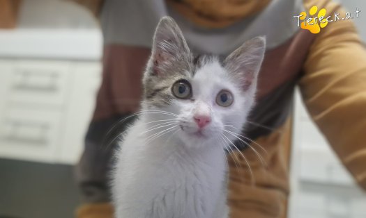 Katze Bandit (Foto by Tiereck.at - Lavanttaler Tierhilfe)