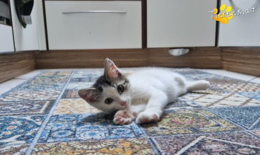 Katze Bandit (Foto by Tiereck.at - Lavanttaler Tierhilfe)