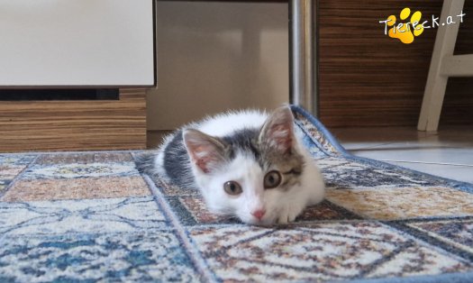 Katze Bandit (Foto by Tiereck.at - Lavanttaler Tierhilfe)