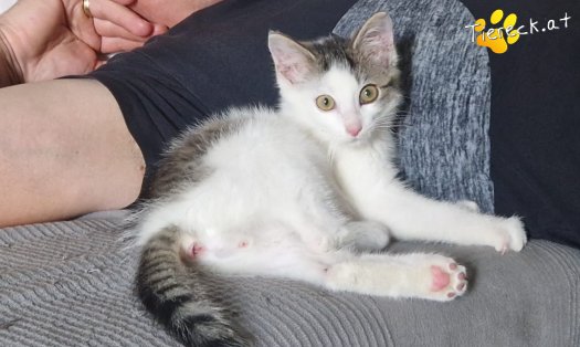 Katze Bandit (Foto by Tiereck.at - Lavanttaler Tierhilfe)