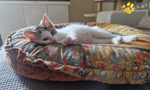 Katze Bandit (Foto by Tiereck.at - Lavanttaler Tierhilfe)