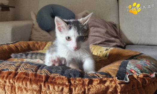 Katze Bandit (Foto by Tiereck.at - Lavanttaler Tierhilfe)