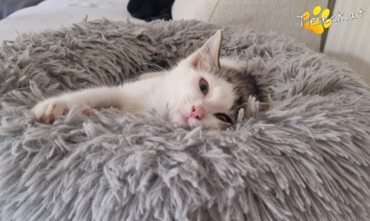 Katze Bandit (Foto by Tiereck.at - Lavanttaler Tierhilfe)