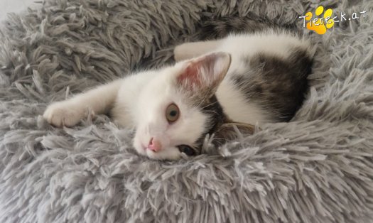 Katze Bandit (Foto by Tiereck.at - Lavanttaler Tierhilfe)