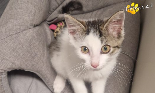 Katze Bandit (Foto by Tiereck.at - Lavanttaler Tierhilfe)