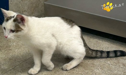 Katze Hoppel (Foto by Tiereck.at - Lavanttaler Tierhilfe)